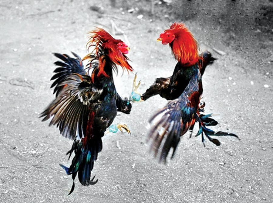 Cách làm da gà chọi săn chắc, Dày Dạn: Hướng Dẫn "Vô Nghệ" & "Dầm Cẳng" Từ A-Z