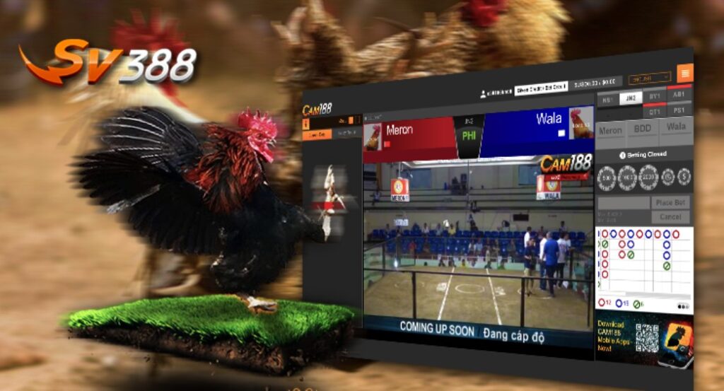 Lời Khuyên Của Tôi Về Việc Nuôi Úm Gà Con