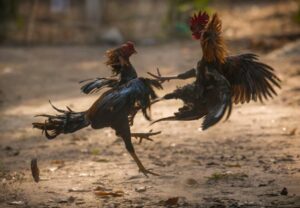 3 Đợt Tuyển Chọn "Gà Dữ" Quyết Định Của Sư Kê