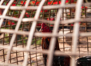 Om Bóp (Dầm Cẳng & Vô Nghệ) - Bí quyết quan trọng nhất