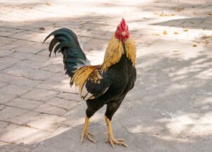 Kinh nghiệm sàng lọc gà lai từ nhỏ của tôi