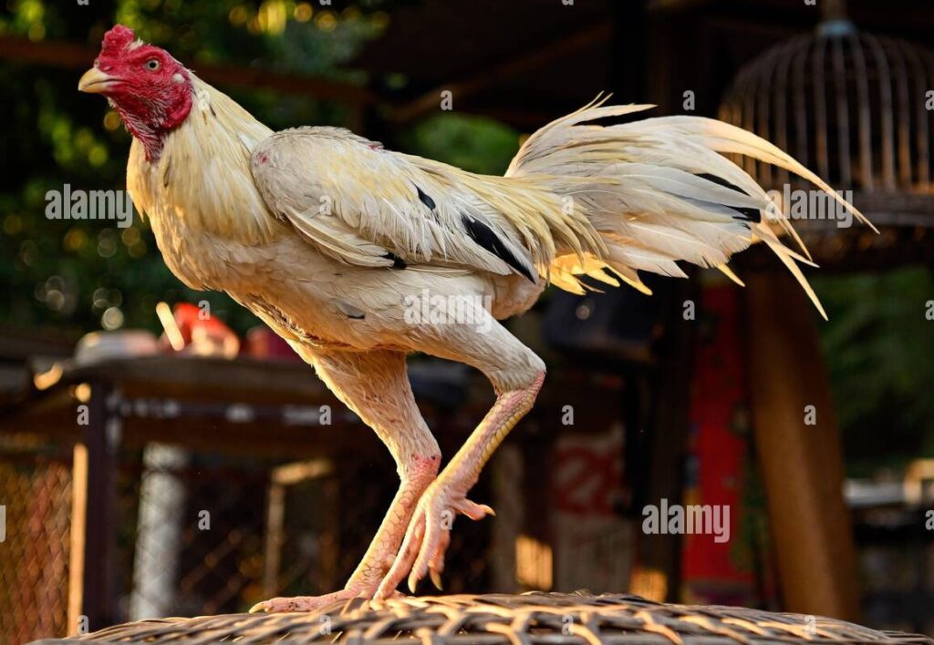 Phân Định Màu Lông Gà Theo Ngũ Hành (Chuẩn Sách Cổ)