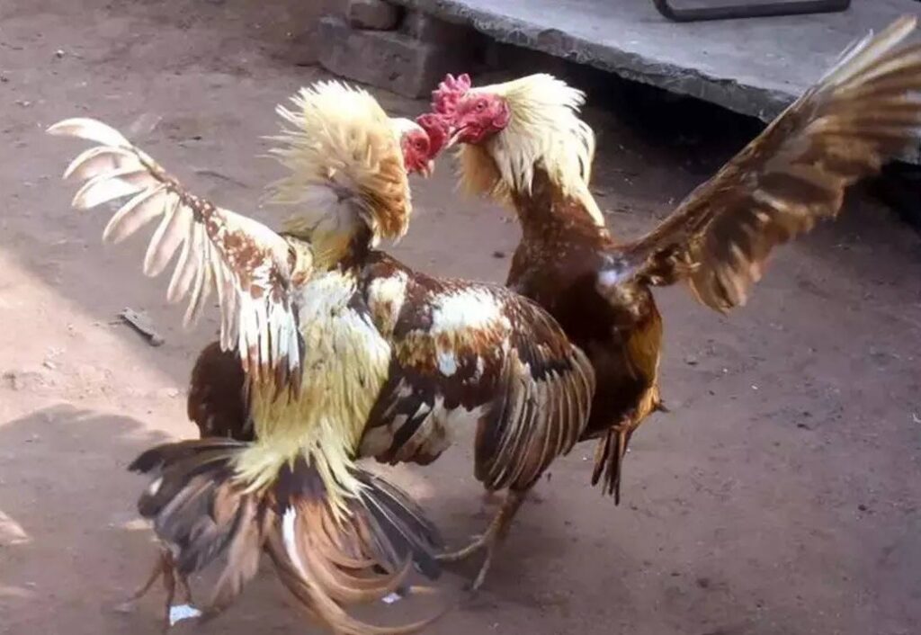 Bí Kíp Xem Ngày (Nhựt Thần) Của Cao Thủ