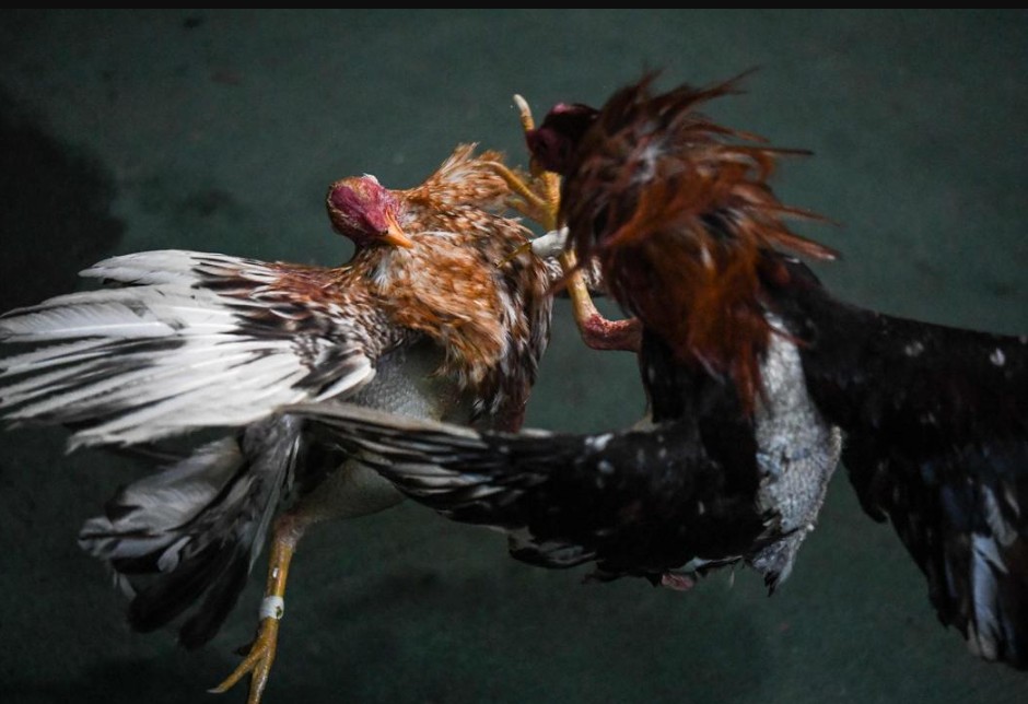 Tại Sao Cách ủ lông gà chọi Lại Quan Trọng Sống Còn