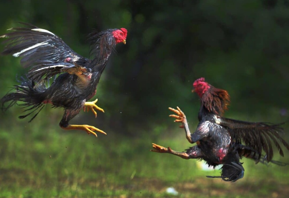 Tại Sao Việc Xem Màu Mạng Lại Quan Trọng Trong Đá Gà Cựa Sắt?