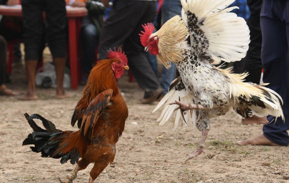 Kiến Thức Nền Tảng: Phân Loại Màu Lông Theo Ngũ Hành