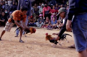 Cách Xem Màu Mạng Gà Đá Cựa Sắt: Cẩm Nang A-Z & 3 Sai Lầm Cốt Tử Cần Tránh