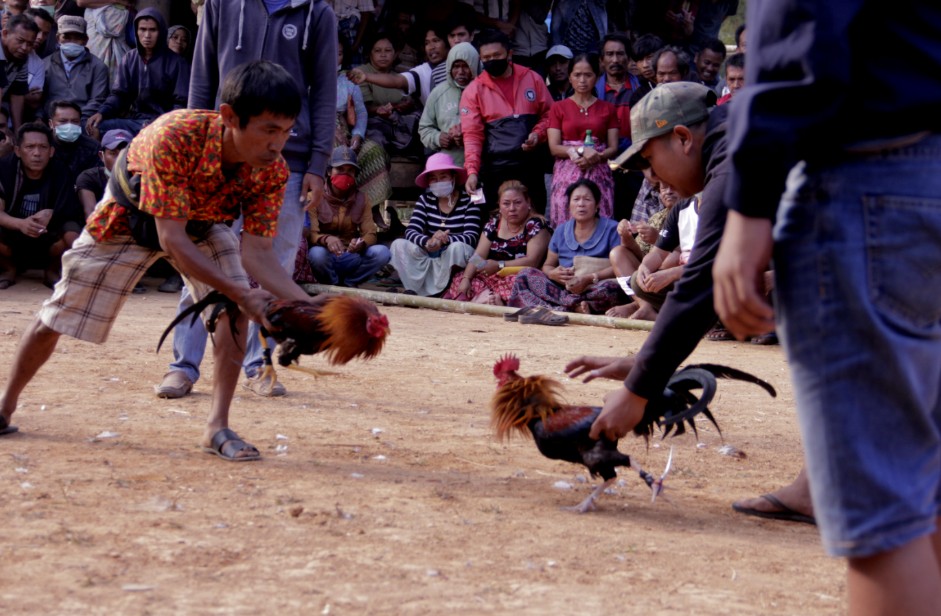 Cách Xem Màu Mạng Gà Đá Cựa Sắt: Cẩm Nang A-Z & 3 Sai Lầm Cốt Tử Cần Tránh
