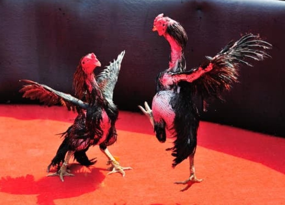 Tại Sao Nuôi Gà Đá Cựa Sắt Lại Quan Trọng Hơn Cả Giống Nòi?