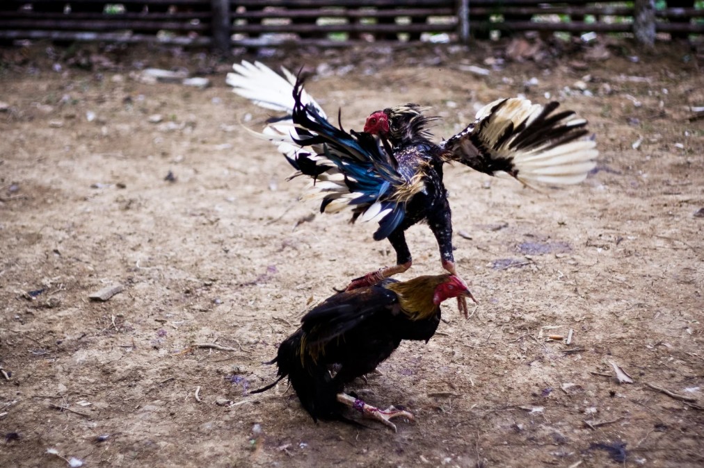 Chọn Màu Mạng Theo Ngũ Hành (Kê Kinh)