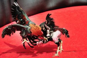 Chế Độ Luyện Tập & Om Bóp - Bí Quyết Của Sư Kê