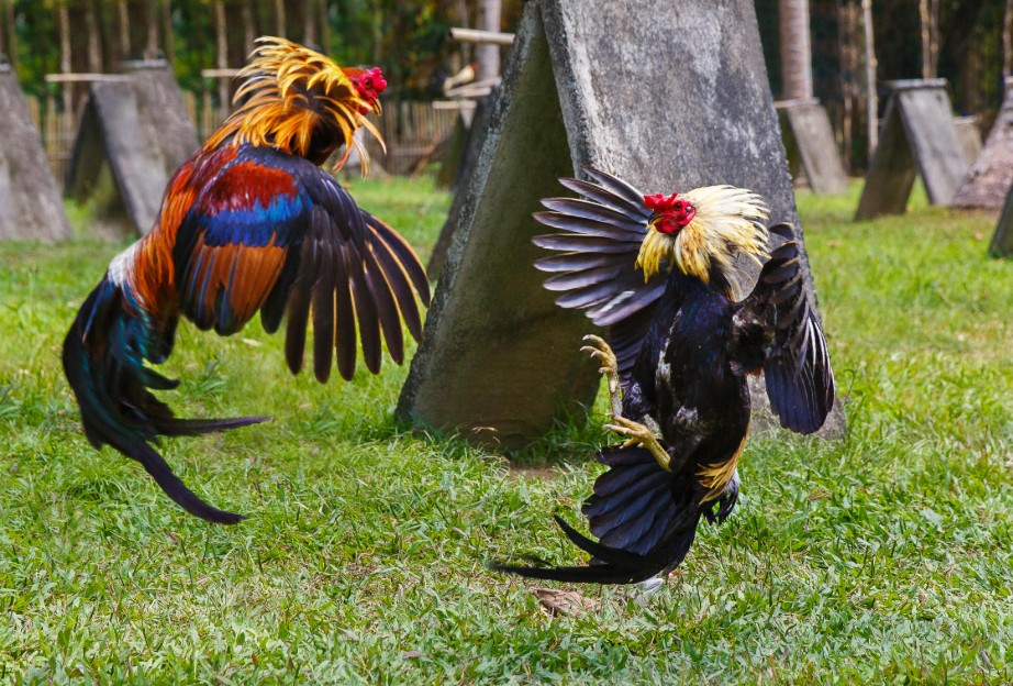 Tại Sao Cách Vần Gà Chọi Là Linh Hồn Của Chiến Kê