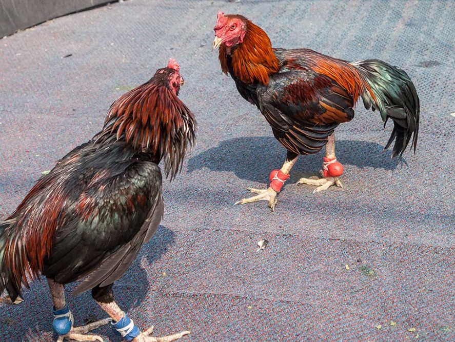 Quy Trình Vần Gà (Xổ) Từ A-Z