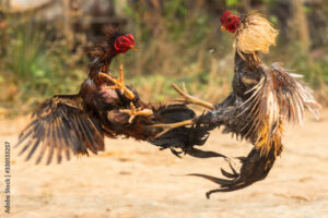 Gà Chọi Mấy Tháng Thì Thử Chân? Bí Mật Chọn Lọc Để Không Làm Hỏng "Thần Kê"