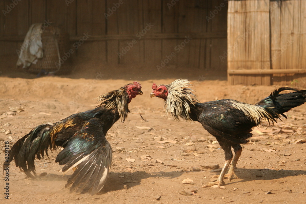 Những Điều Cấm Kỵ Khi Thúc Gà