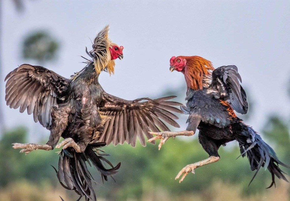 Bí Mật "Om Bóp" & "Dầm Cẳng" – Chìa Khóa Của Sức Bền