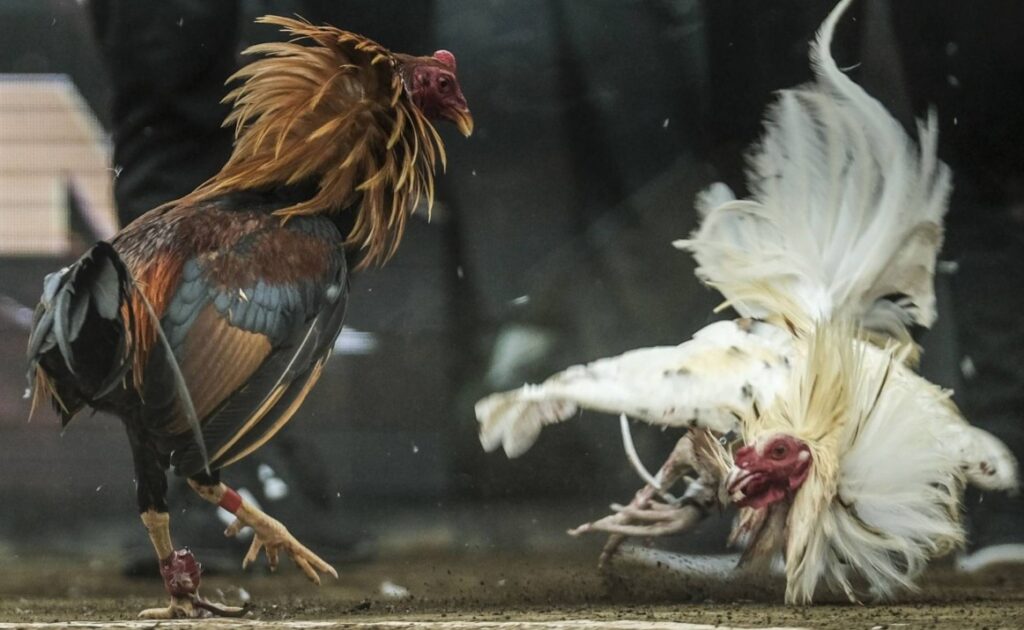 Nguyên Tắc "Vàng" Trong Chọn Giống: Nền Tảng Của Thành Công