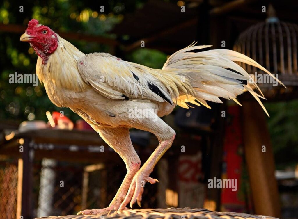 Bí Kíp Xem Tướng & Vảy: Lời Khuyên Từ Sách Cổ