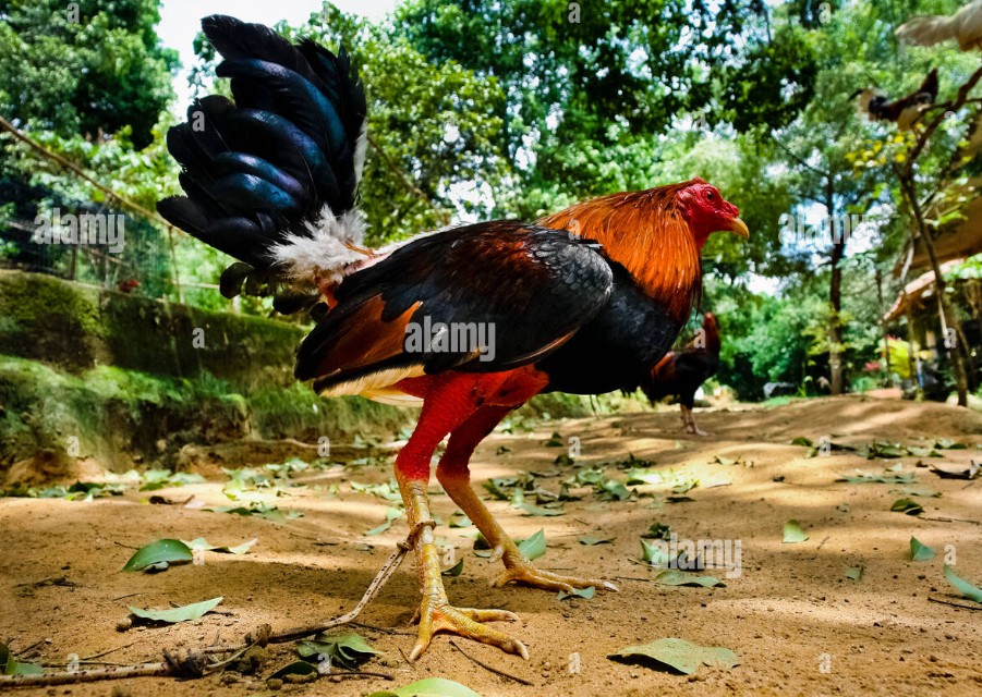 Giải Quyết Vấn Đề Nâng Cao & Lời Khuyên Chuyên Gia