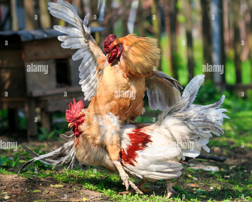 [Cách Huấn Luyện Gà Đá Cựa] - Quy Trình Huấn Luyện Gà Đá Cựa Từ A-Z