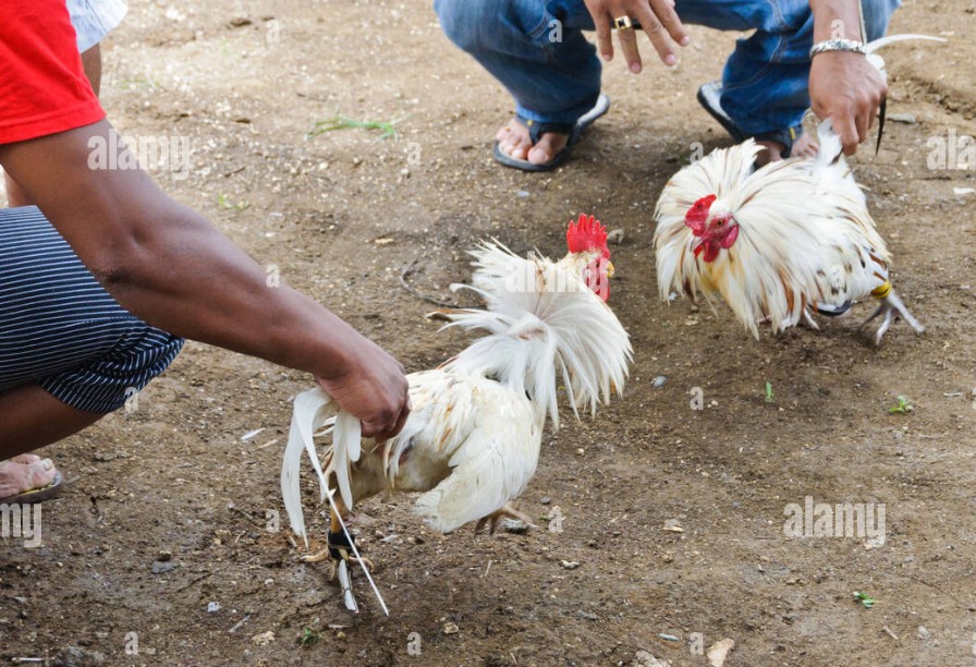 Cách Huấn Luyện Gà Đá Cựa - Tại Sao Quy Trình Huấn Luyện Chuẩn Lại Quan Trọng