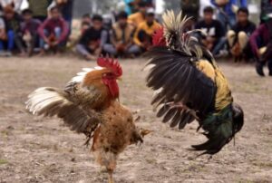 Các hình thức đá gà mạng phổ biến hiện nay