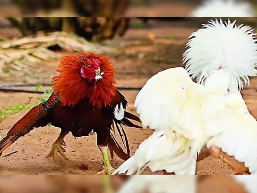 Hướng dẫn chi tiết cách đá gà trên mạng cho người không rành công nghệ