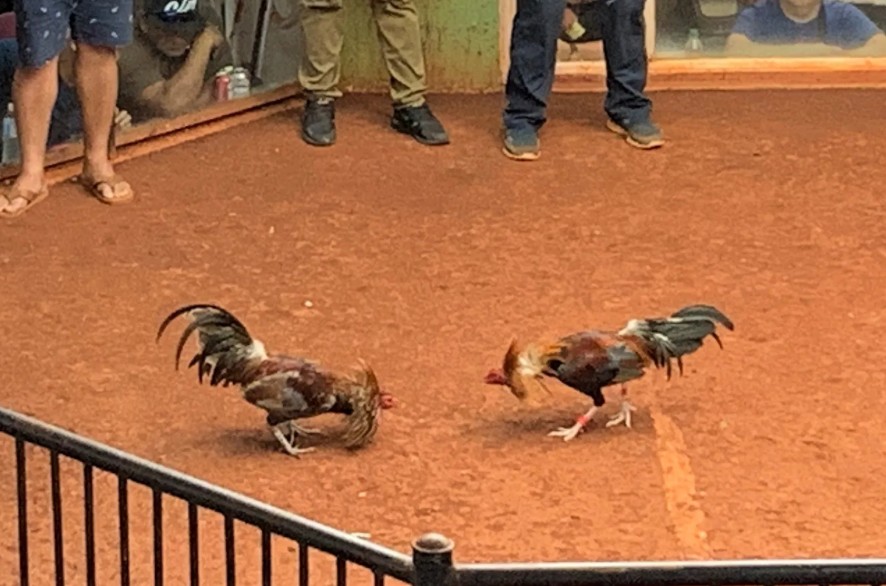 Đá gà trên mạng – Thú vui dân gian thời công nghệ