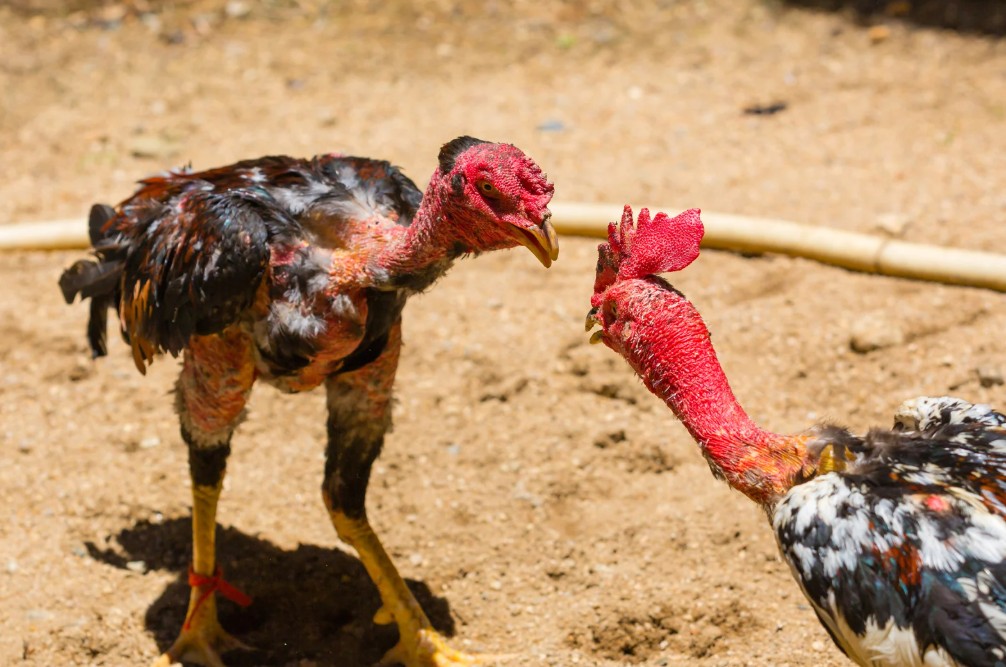 Tại Sao Chăm Sóc Gà Chọi Thay Lông Lại Quan Trọng