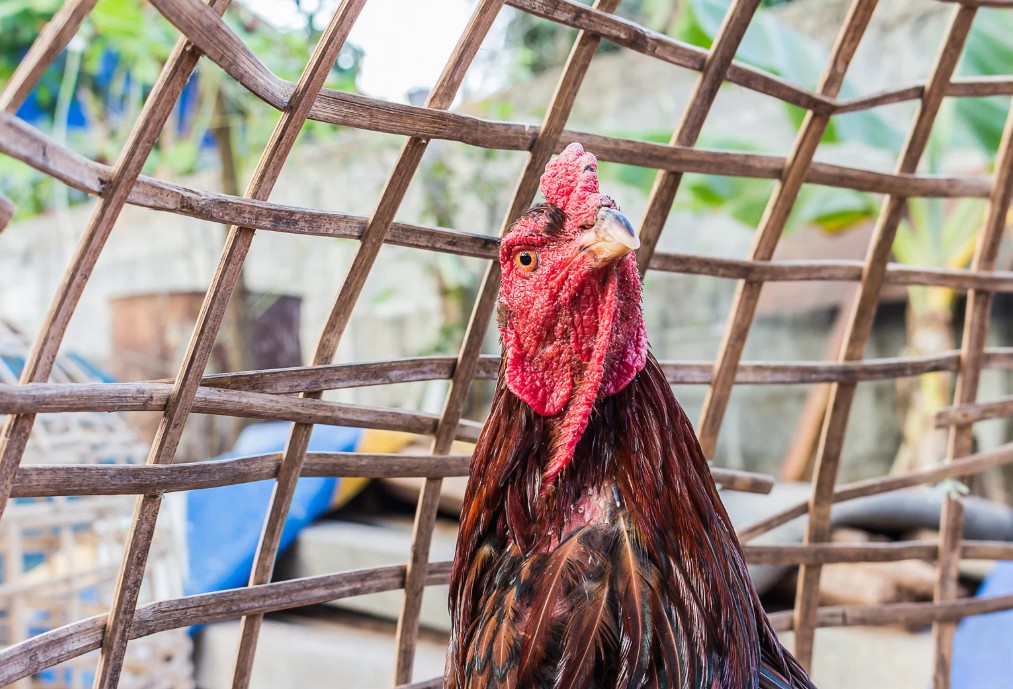 [TRỌNG TÂM] Chế Độ Dinh Dưỡng - Hướng Dẫn Chi Tiết Từ A-Z