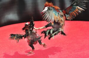 Giải Quyết Vấn Đề Nâng Cao & Lời Khuyên Từ Bj38