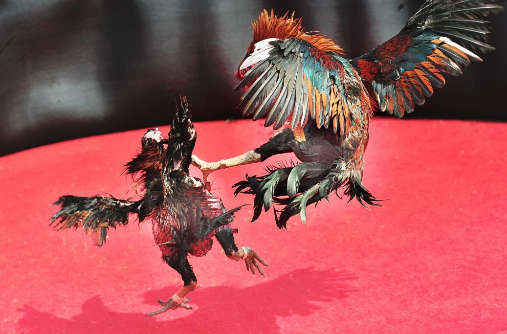 Tại Sao Nuôi Gà Mau Ra Lông Đuôi Lại Là "Vũ Khí" Quan Trọng?