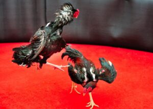 Giải Quyết Vấn Đề Nâng Cao & Lời Khuyên Từ Bj38