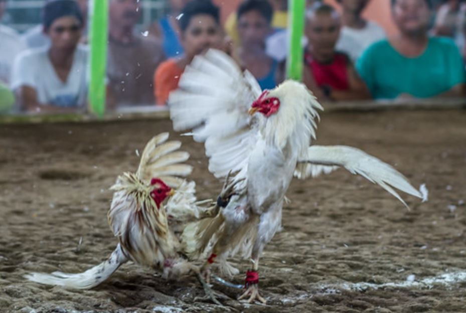 Hiểu rõ tình trạng "cách chữa gà bị om đòn" ở gà chọi là gì
