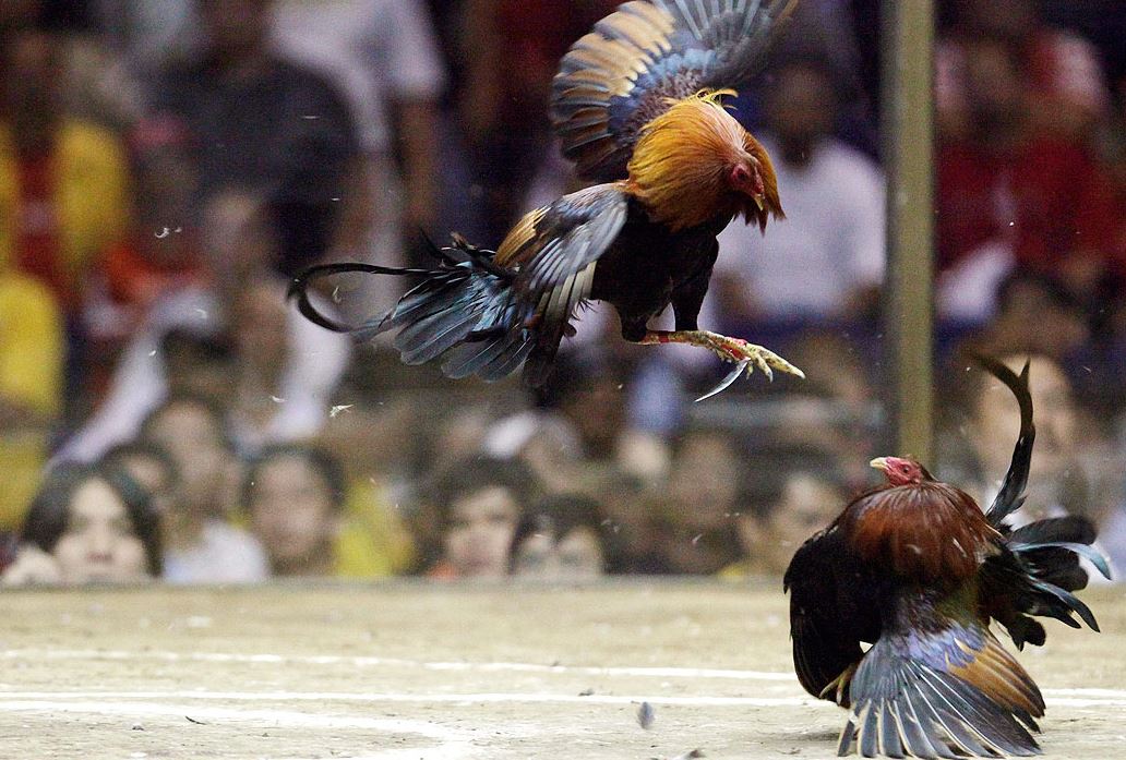 Kỹ thuật vần gà và rèn luyện thể lực bài bản