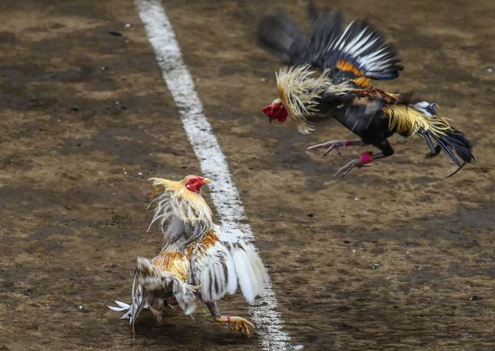 Cách Giảm Cân Cho Gà Chọi Hiệu Quả: Bí Quyết Giúp Chiến Kê Săn Chắc, Dẻo Dai