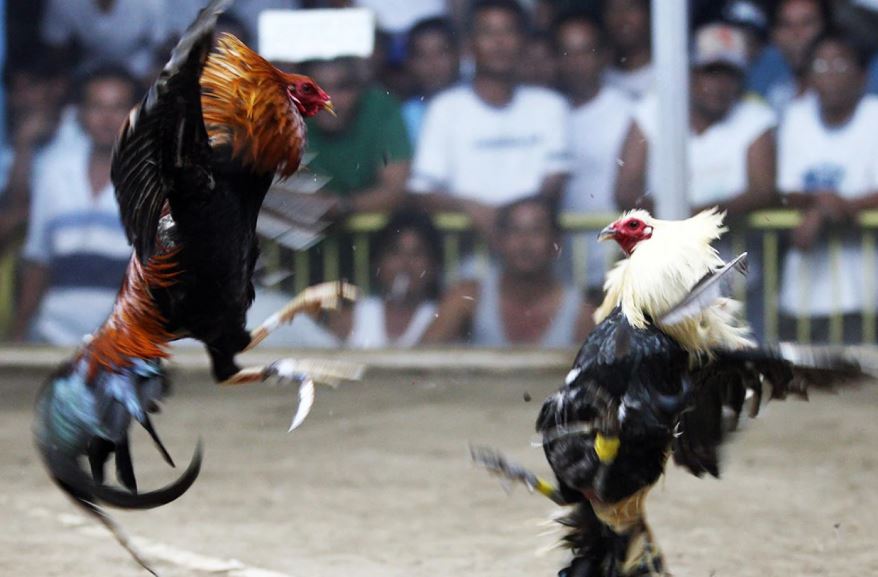 Tại sao Cách Ép Chạng Gà cần theo đúng kỹ thuật