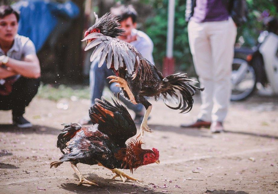 Cách chữa gà bị om đòn bằng bài thuốc thảo dược dân gian