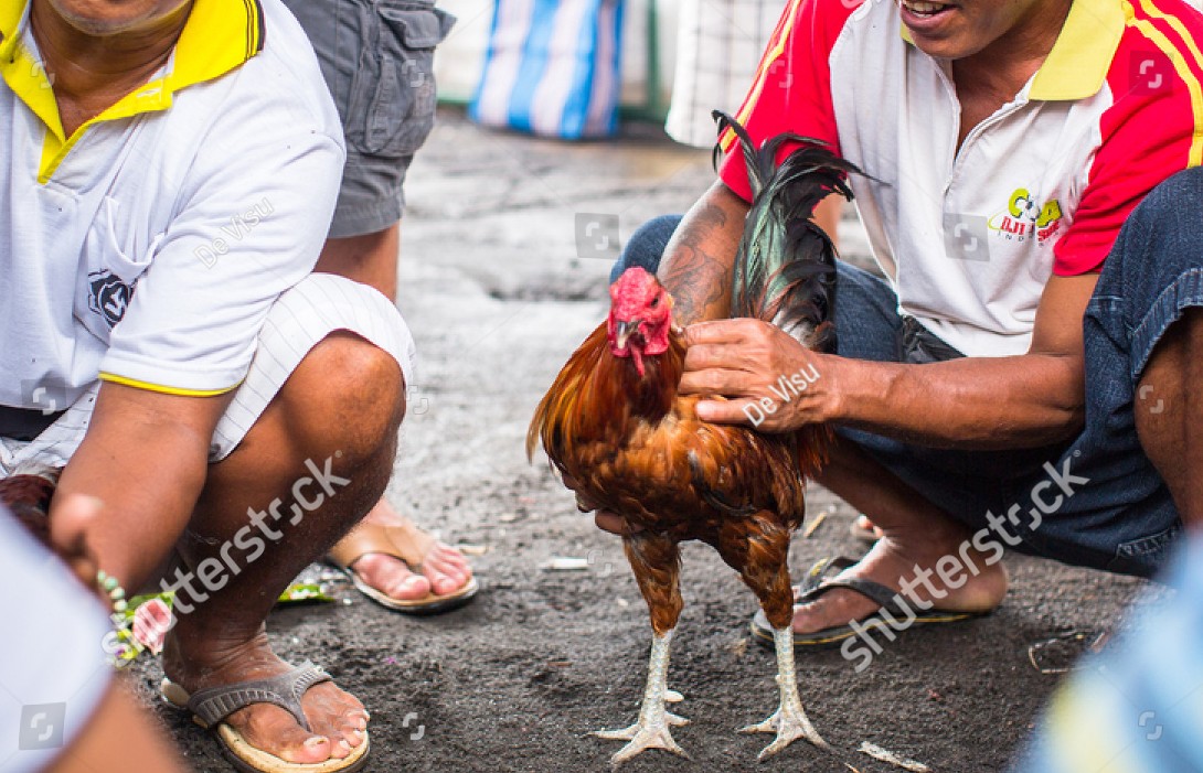 Lời Khuyên Chuyên Gia Từ Bj38: Giải Quyết Vấn Đề Gà "Rót"