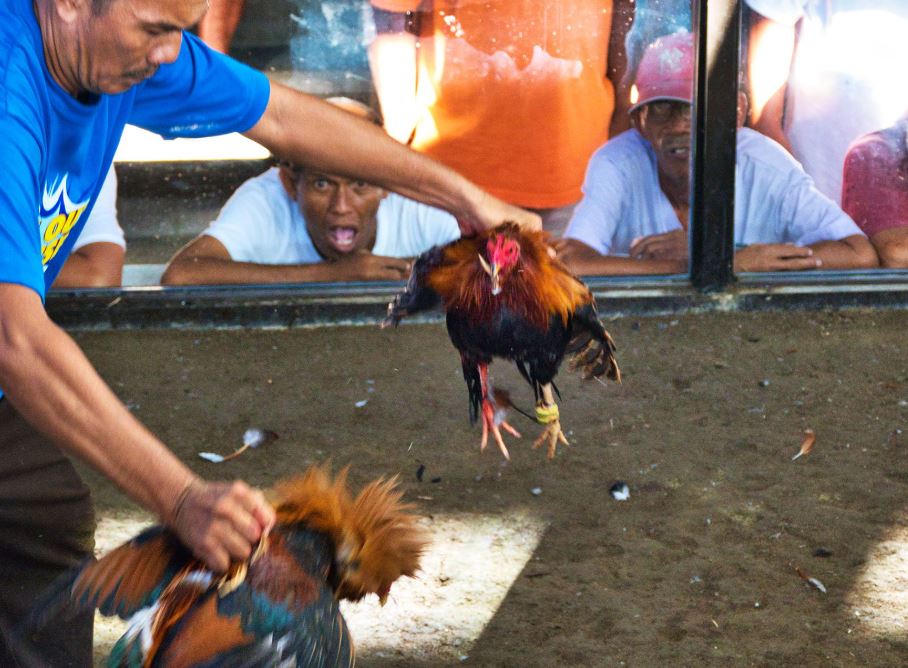 Cách Nuôi Gà Chọi Chuẩn Bị Đá: Bí Quyết Biệt Dưỡng Để Gà Đạt Phong Độ Đỉnh Cao