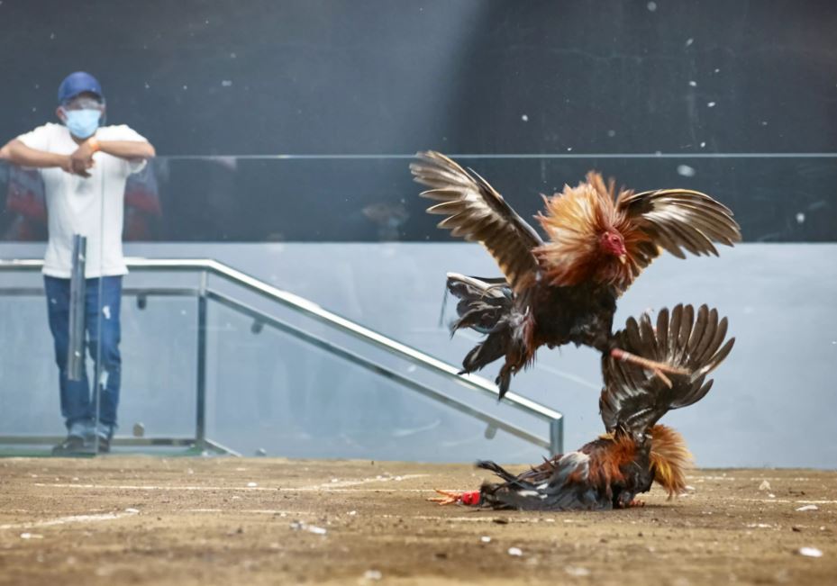 Tầm quan trọng của cách làm da gà chọi săn chắc theo "Kinh Kê Diễn Nghĩa"