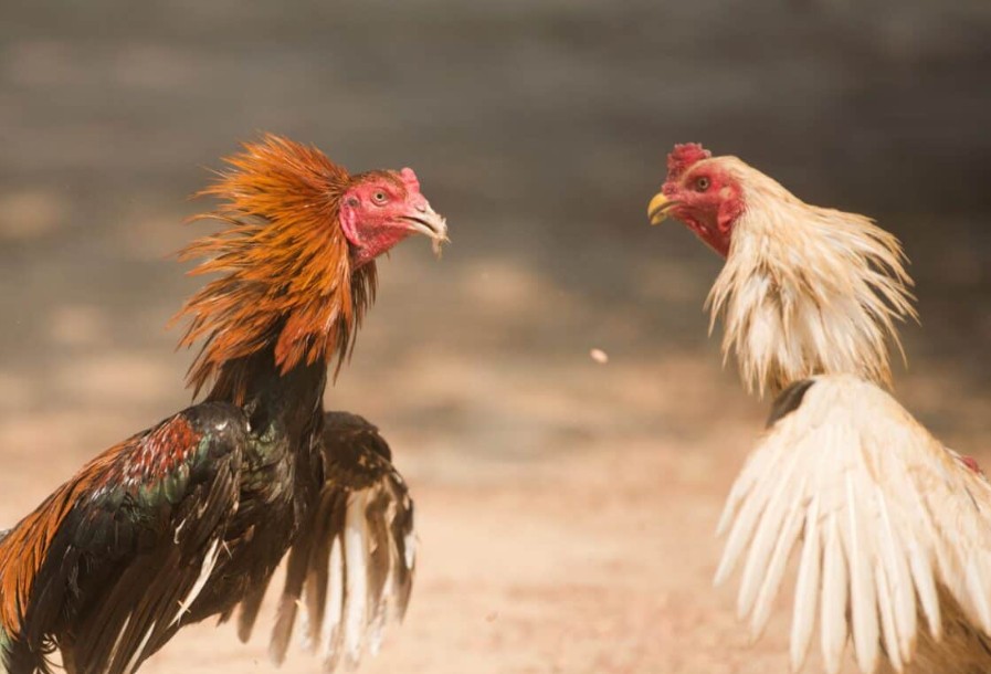 Quy Trình Huấn Luyện Gà Chọi Tơ Từ A-Z