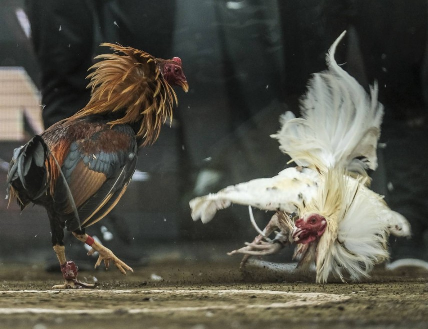 Tại Sao Giai Đoạn Huấn Luyện Gà Chọi Tơ Lại Quyết Định Tất Cả