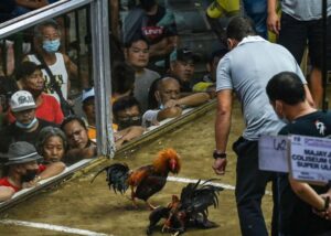 Cách phòng bệnh mốc cho gà chọi thông qua vệ sinh chuồng trại