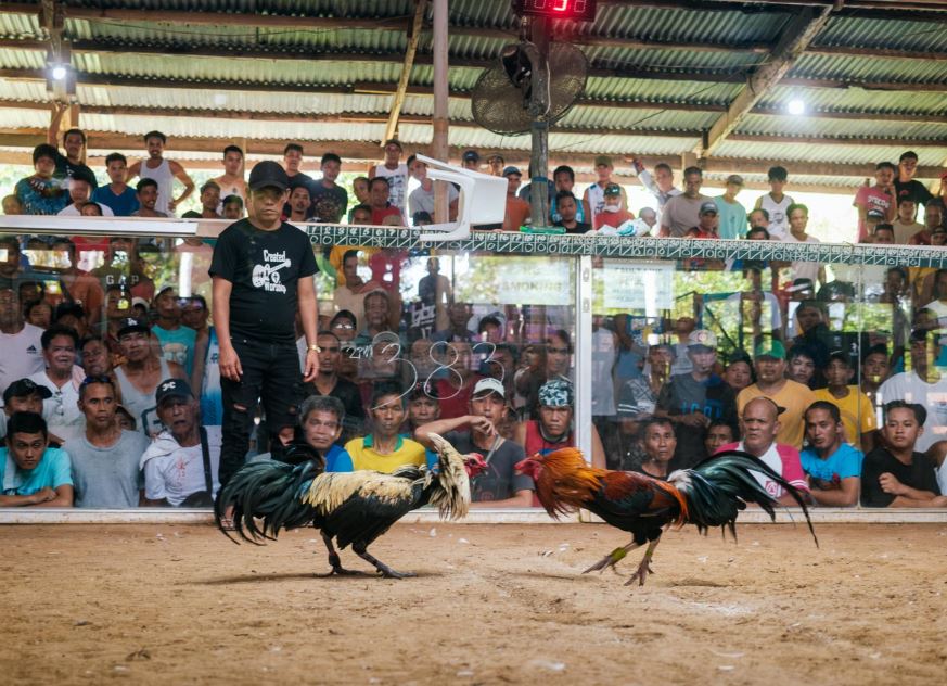 Cách Chữa Mốc Cho Gà Chọi Dứt Điểm Bằng Bài Thuốc Dân Gian Cực Nhạy