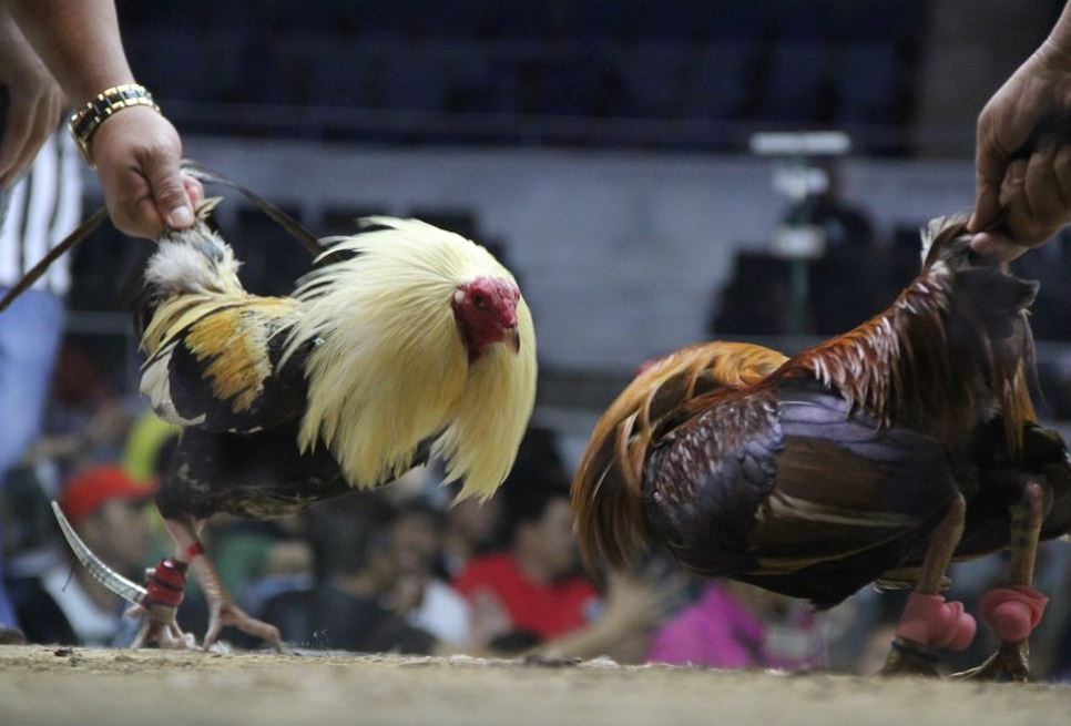 Tầm quan trọng của cách phòng bệnh cho gà chọi