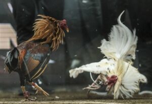 "Khách sạn 5 sao" cho chiến kê: Môi trường sống vùng ngoại ô