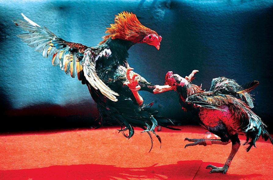 Hướng dẫn chi tiết kỹ thuật vào nghệ tỉ mỉ cho chiến kê